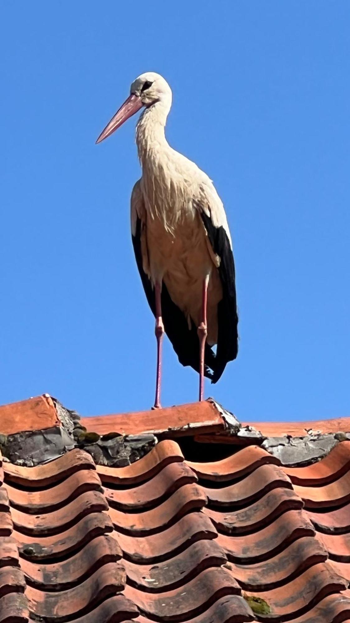Appartamento Siedlisko Blanki Suryty Esterno foto